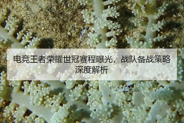 dian-jing-wang-zhe-rong-yao-shi-guan-sai-cheng-bao-guang-zhan-dui-bei-zhan-ce-lve-shen-du-jie-xi-2-341.jpg